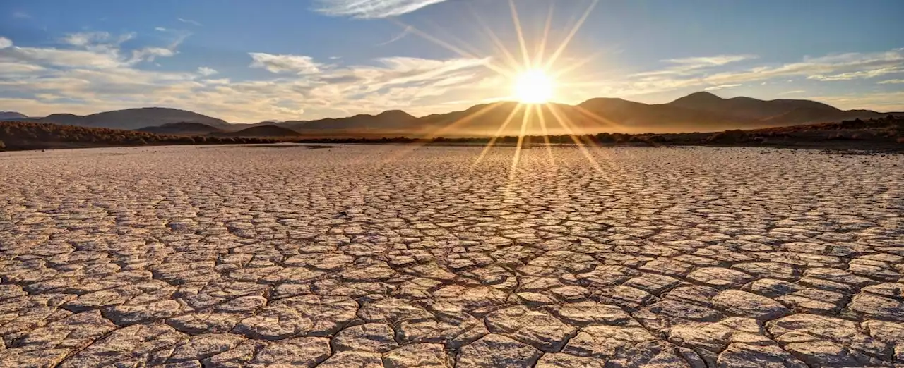 La siccità vista dalle piante: così gli alberi raccontano la corsa del caldo (di A. Cianciullo)