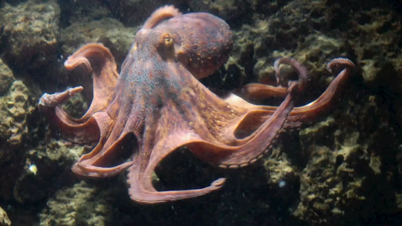 Octopus and human brains share the same “jumping genes”