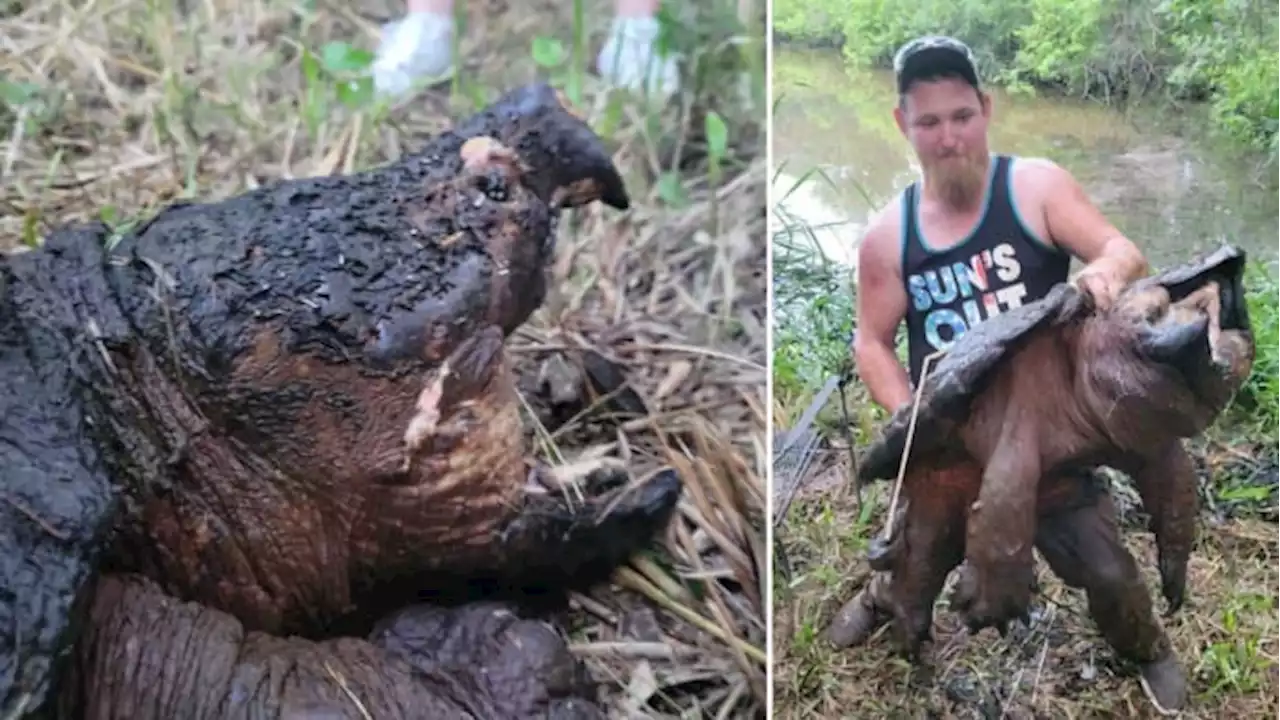 ‘He broke the line’: Texas man reels in, releases gigantic alligator snapping turtle