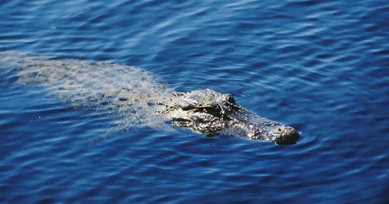 One dead in Myrtle Beach area after alligator attack