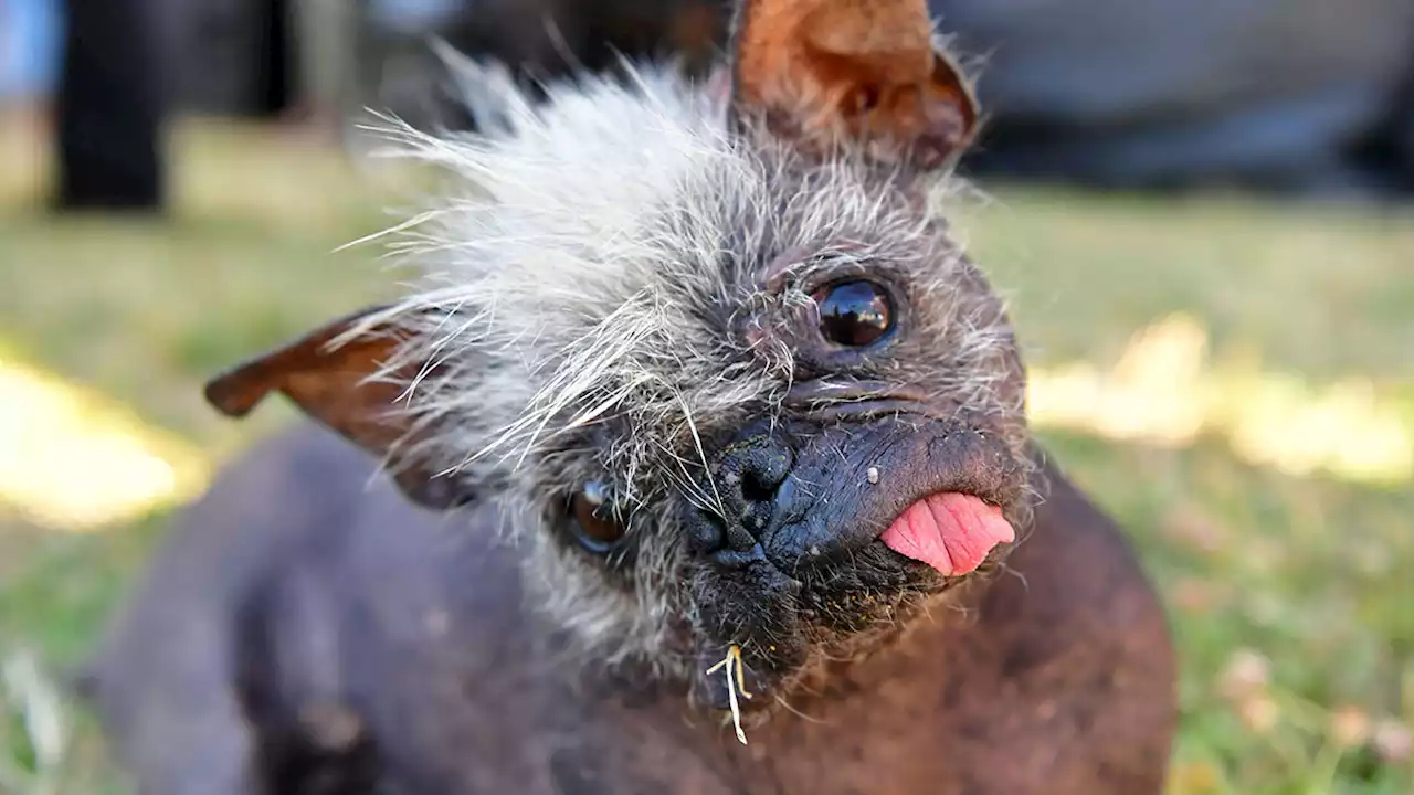 A New Winner Is Crowned at the ‘World's Ugliest Dog' Contest — and He's a Looker