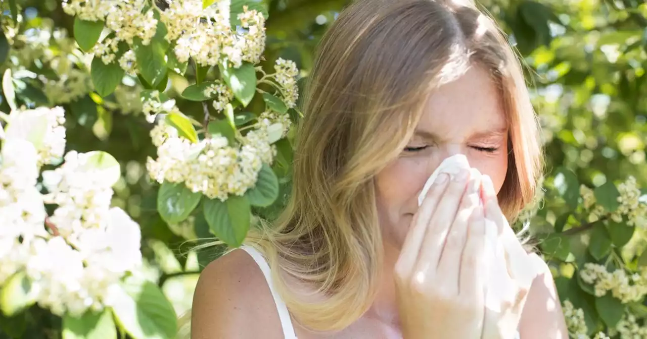 Hayfever sufferers praise over counter tablets as they 'completely sell out'