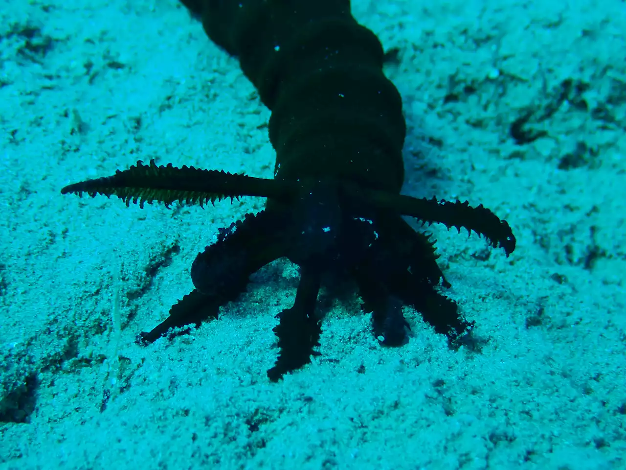 What sea cucumbers can teach us about self-defense