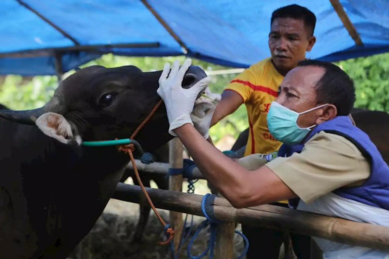 Ada Belasan Sapi Terindikasi PMK di Tempat Penjualan Hewan Kurban di Jakarta Timur - Pikiran-Rakyat.com