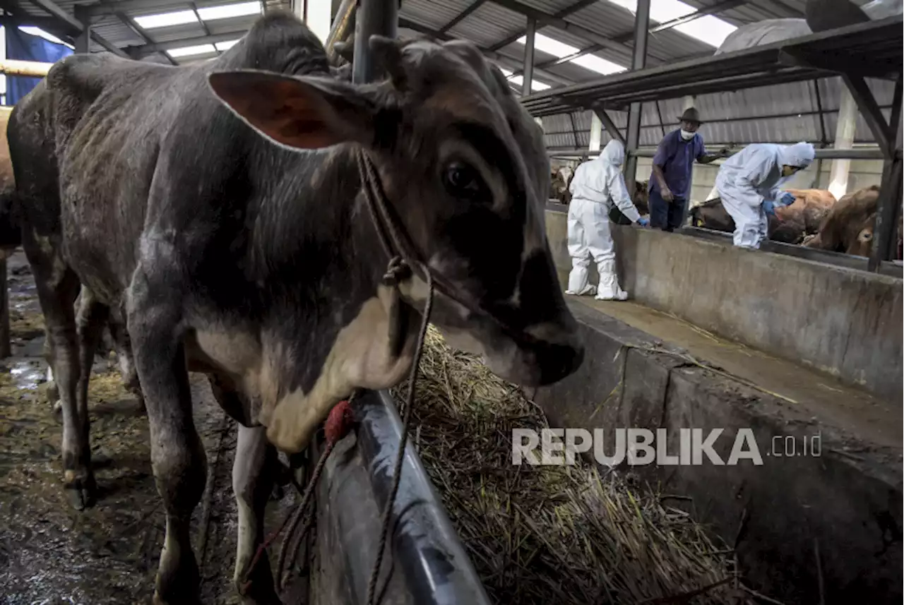 Pemkab Sidoarjo Periksa Kesehatan Hewan Ternak Qurban |Republika Online