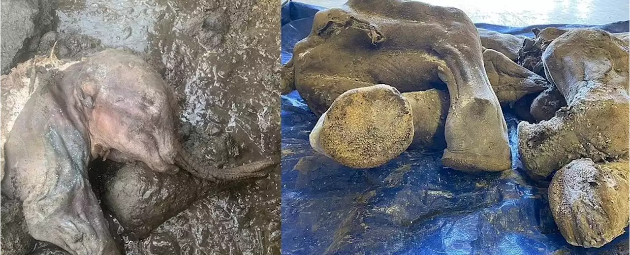 30,000-Year-Old Baby Mammoth Found Almost Perfectly Preserved in Canadian Gold Fields