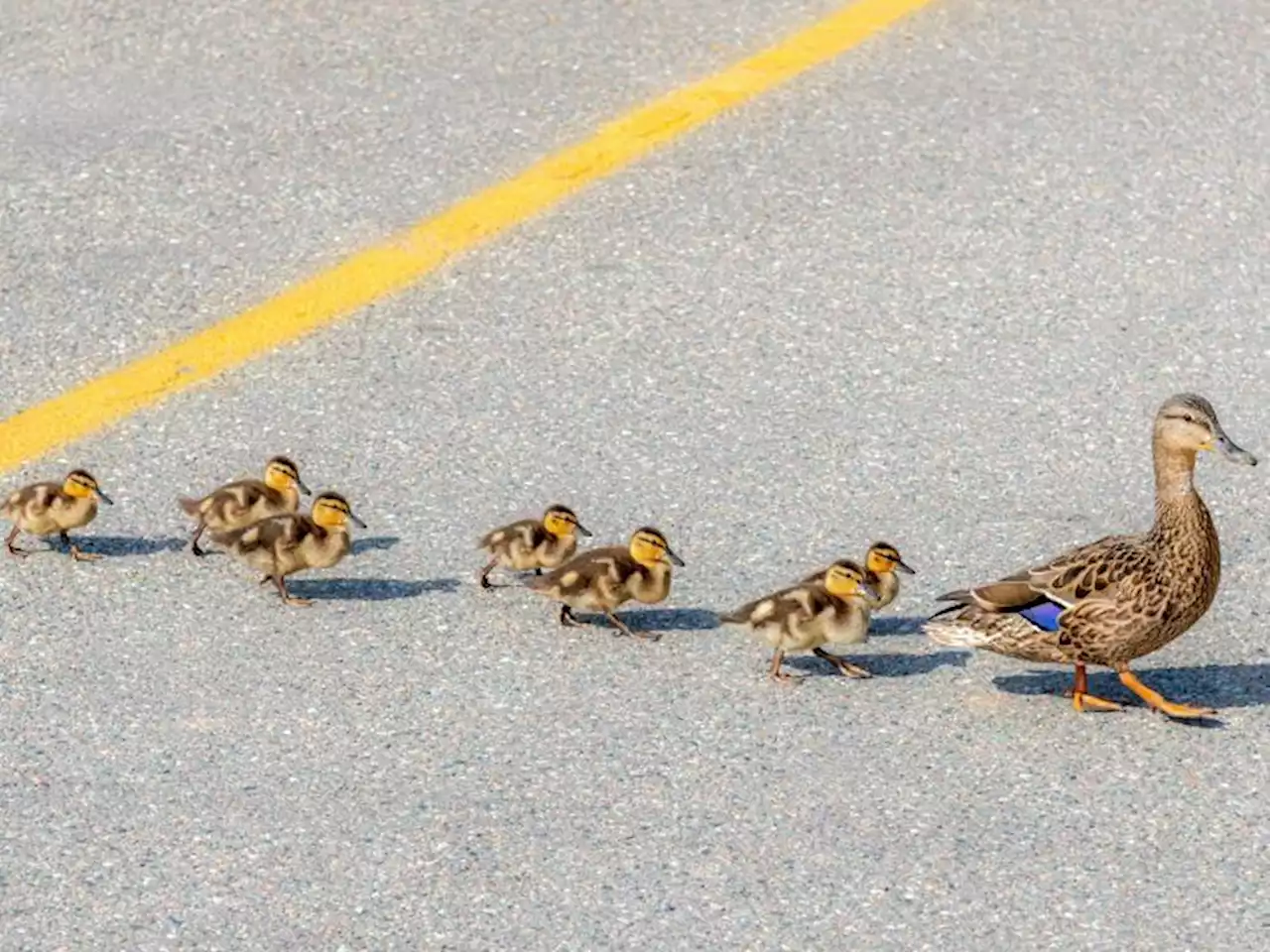 Missouri cop trying to help duck and ducklings cross busy highway busts driver for pot