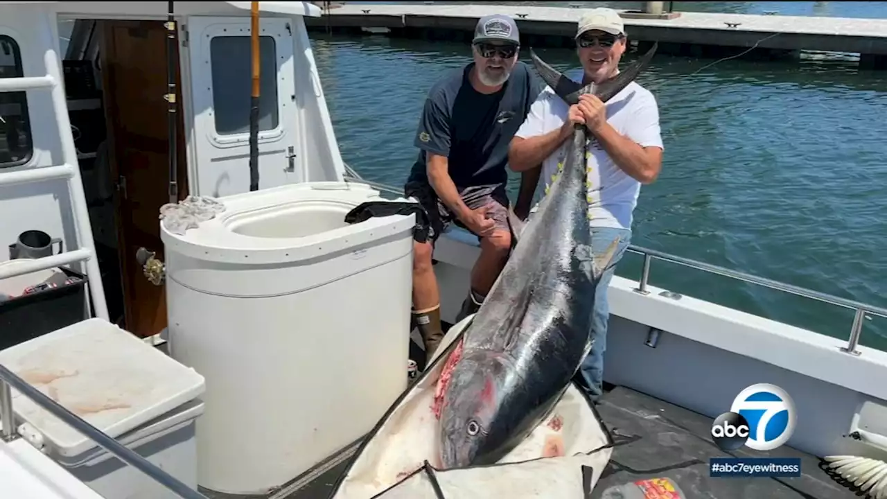 Catch of a lifetime: Massive bluefin tuna snagged by SoCal fishermen unusually close to coast