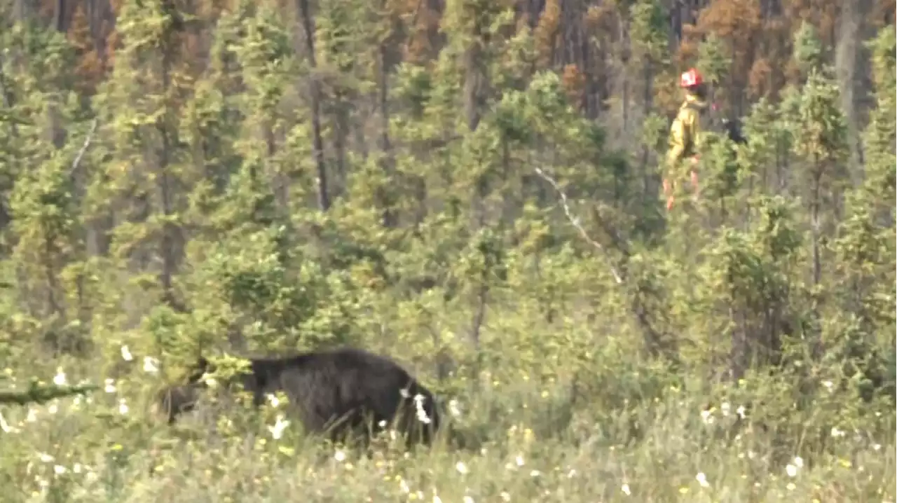 Video shows bear wandering near firefighters battling Anchorage wildfire