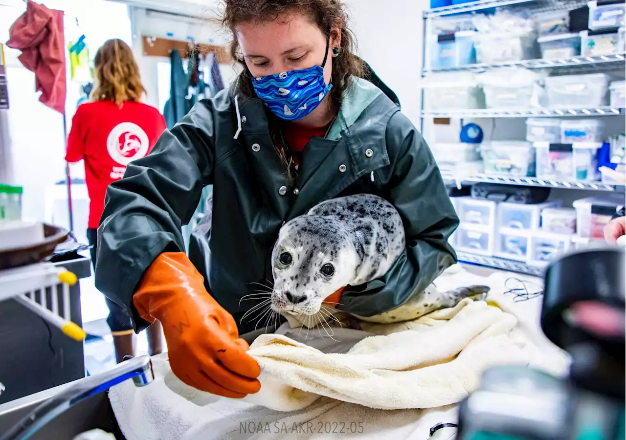 Alaska SeaLife Center takes in 2 abandoned harbor seal pups - Alaska Public Media