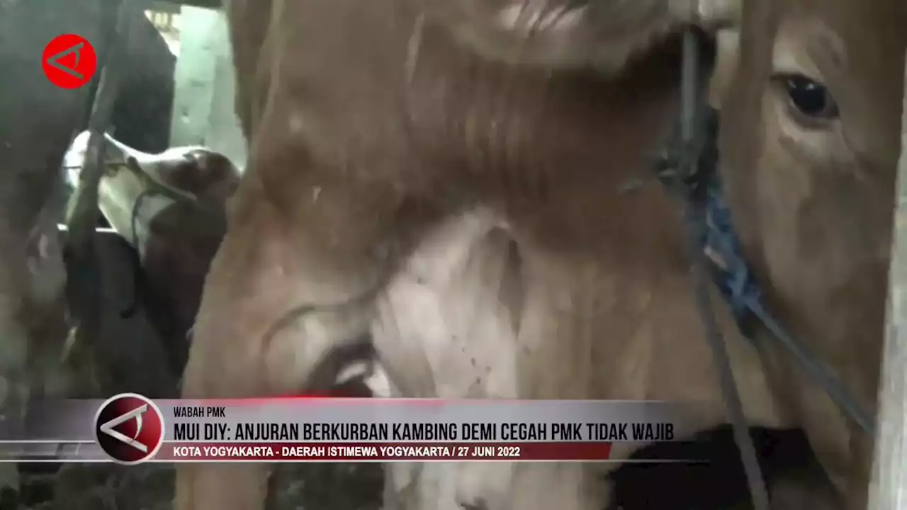 MUI DIY: Anjuran berkurban kambing demi cegah PMK tidak wajib - ANTARA News