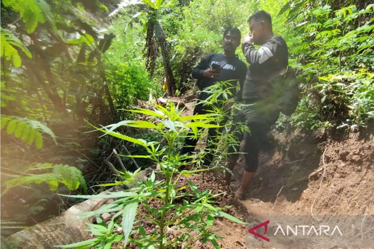 Polisi temukan 10 ha ladang ganja siap panen di lereng Gunung Karuhun