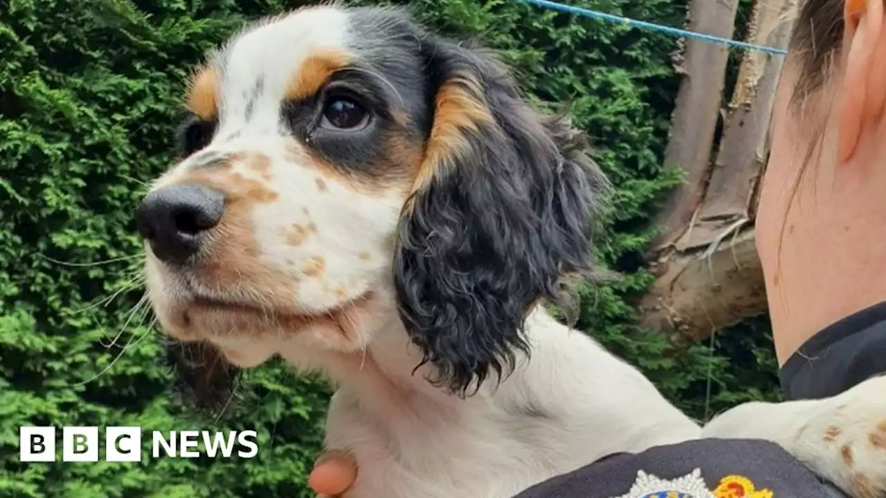 Puppies stolen in Surrey found in Berkshire after arrests made