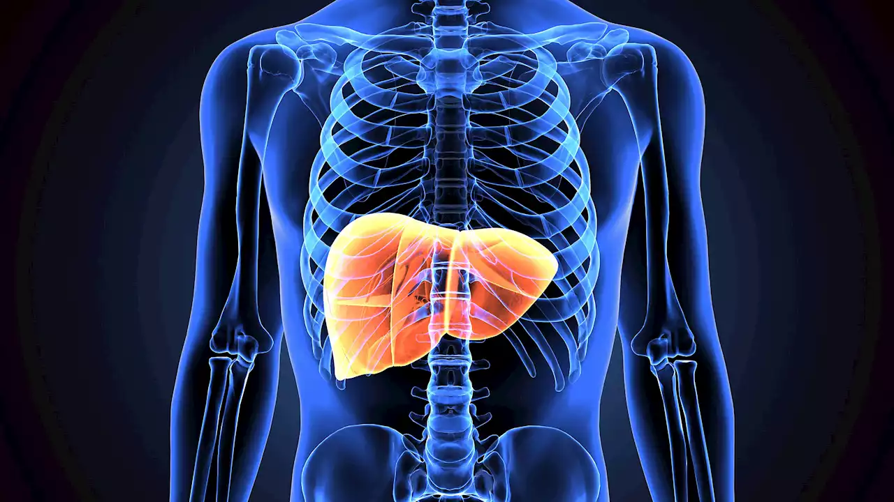 Your liver is always less than three years old or younger