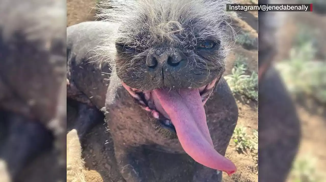 Mr. Happy Face crowned ‘World’s Ugliest Dog’