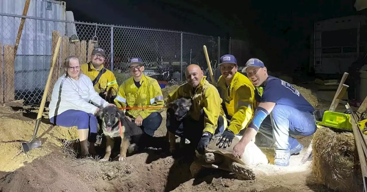 California firefighters rescue puppies trapped in tortoise den