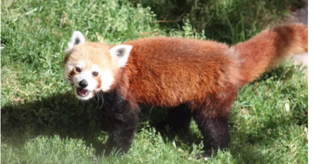 Hogle Zoo welcomes new red panda as part of breeding plan