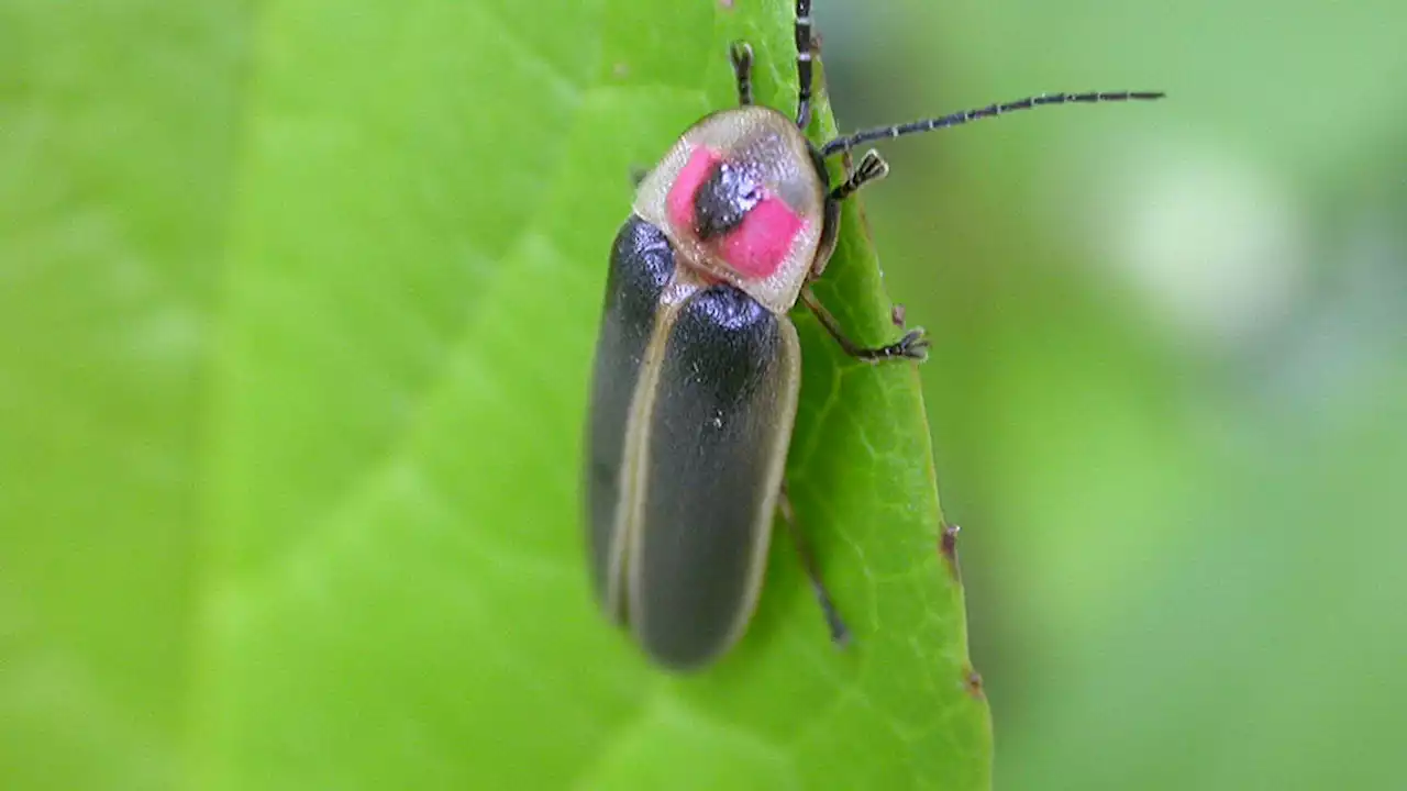 Scrub Hub: Are lightning bugs disappearing from Indiana's night skies?