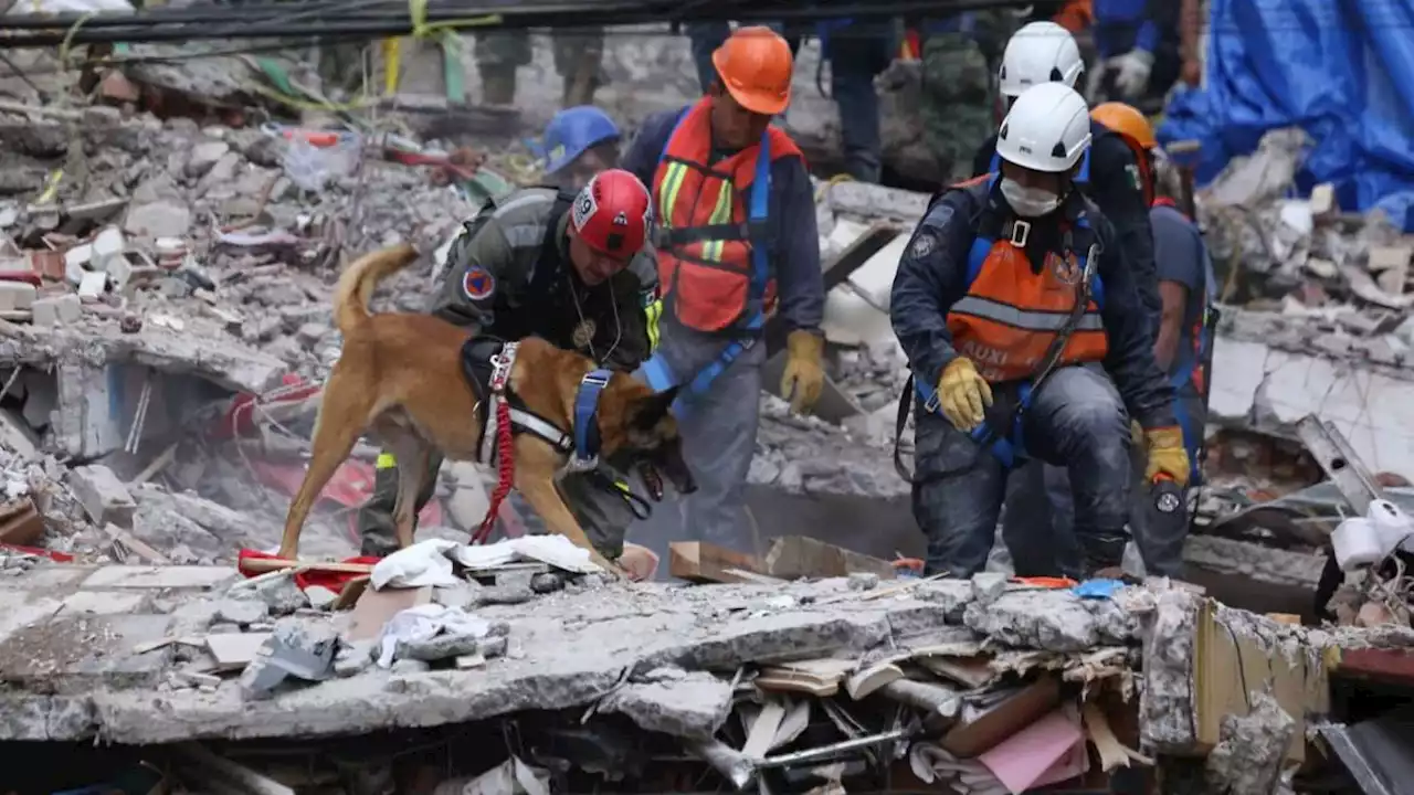 ¡Tu perro podría salvar tu vida! Lanza alcaldía Tlalpan curso de rescate canino