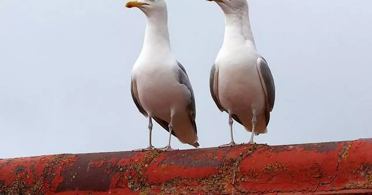 'Psycho' seagulls force family under siege to grab broom for protection