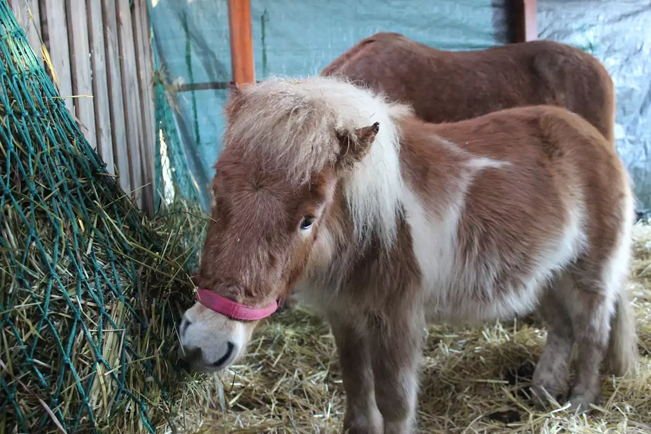 Gnadenhöfe überfüllt: Drei Ponys aus Hamburg suchen ein neues Zuhause