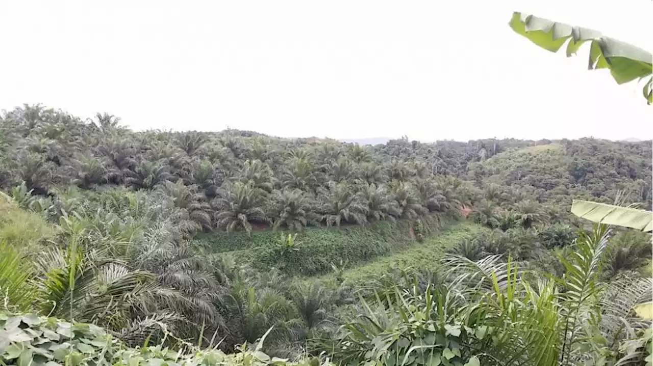Palm oil millers stop work as prices plunge, says report | The Malaysian Insight