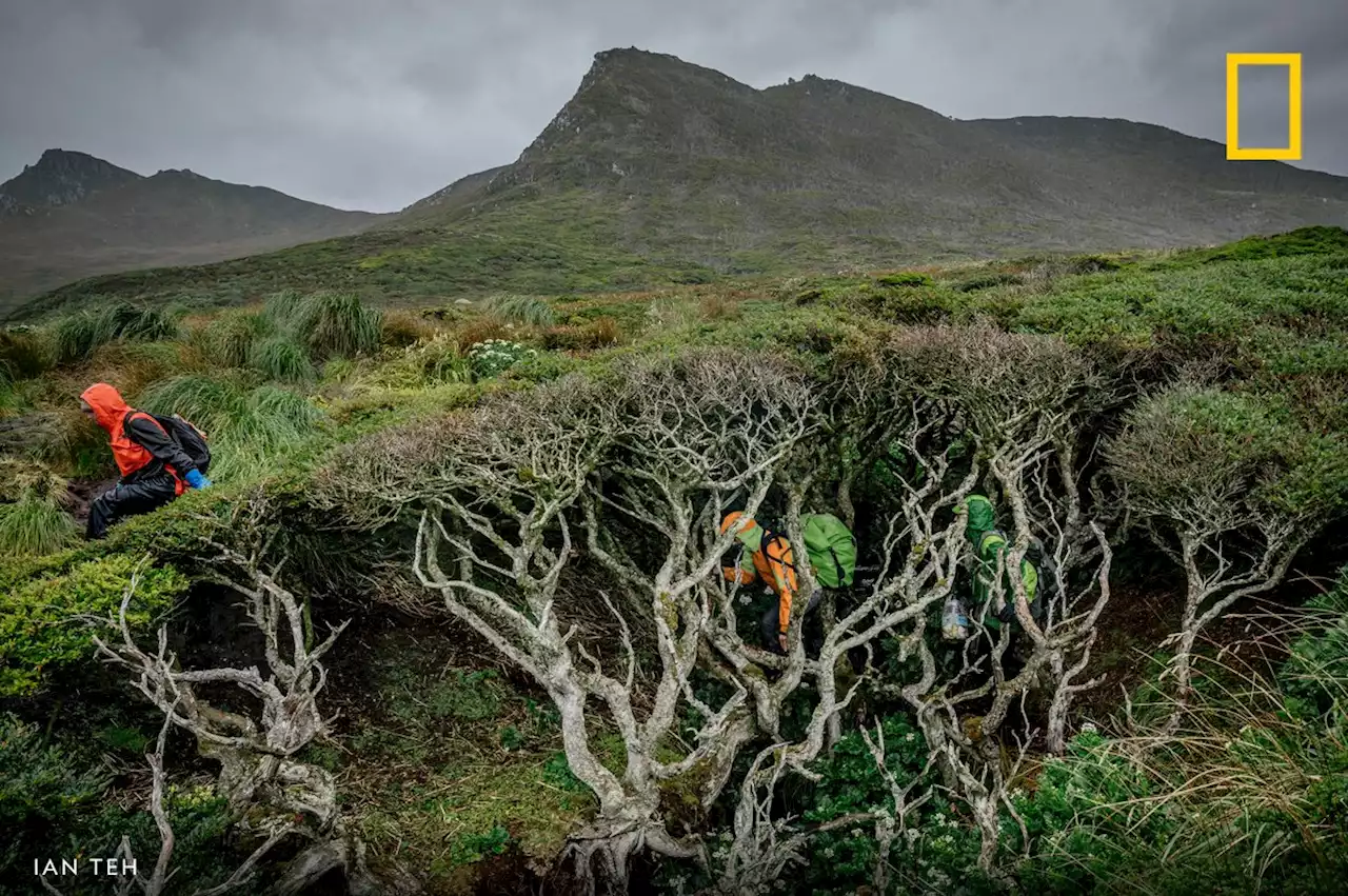 Overheard at National Geographic - Playback: The Tree At the End of the World on Stitcher