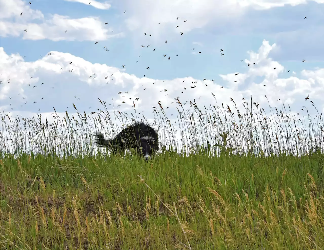 'Biblical' Cricket Swarms Ravaging Crops in Oregon