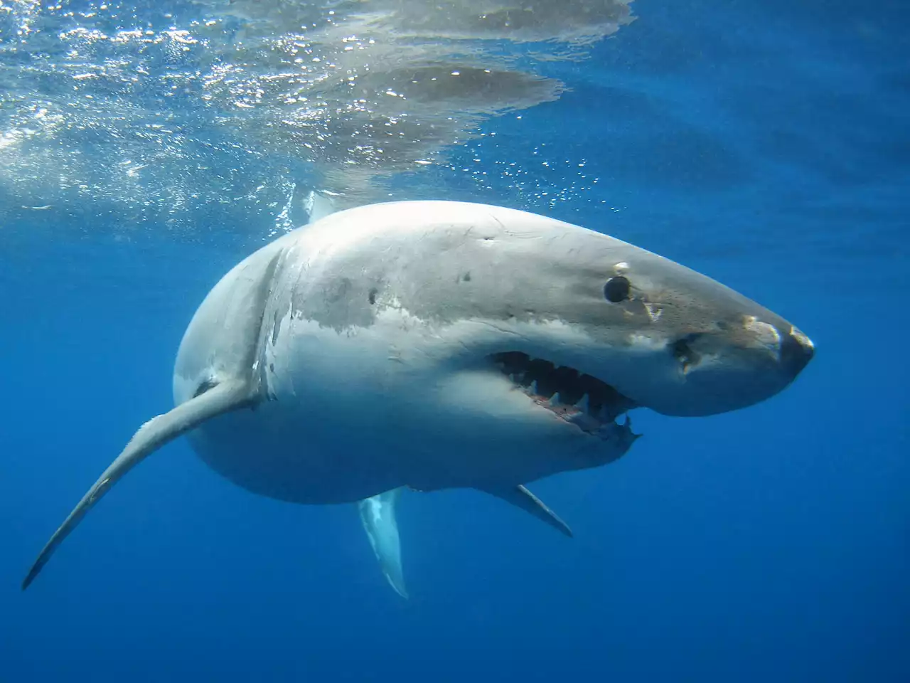 Great white shark that savaged California man may be one of world's biggest