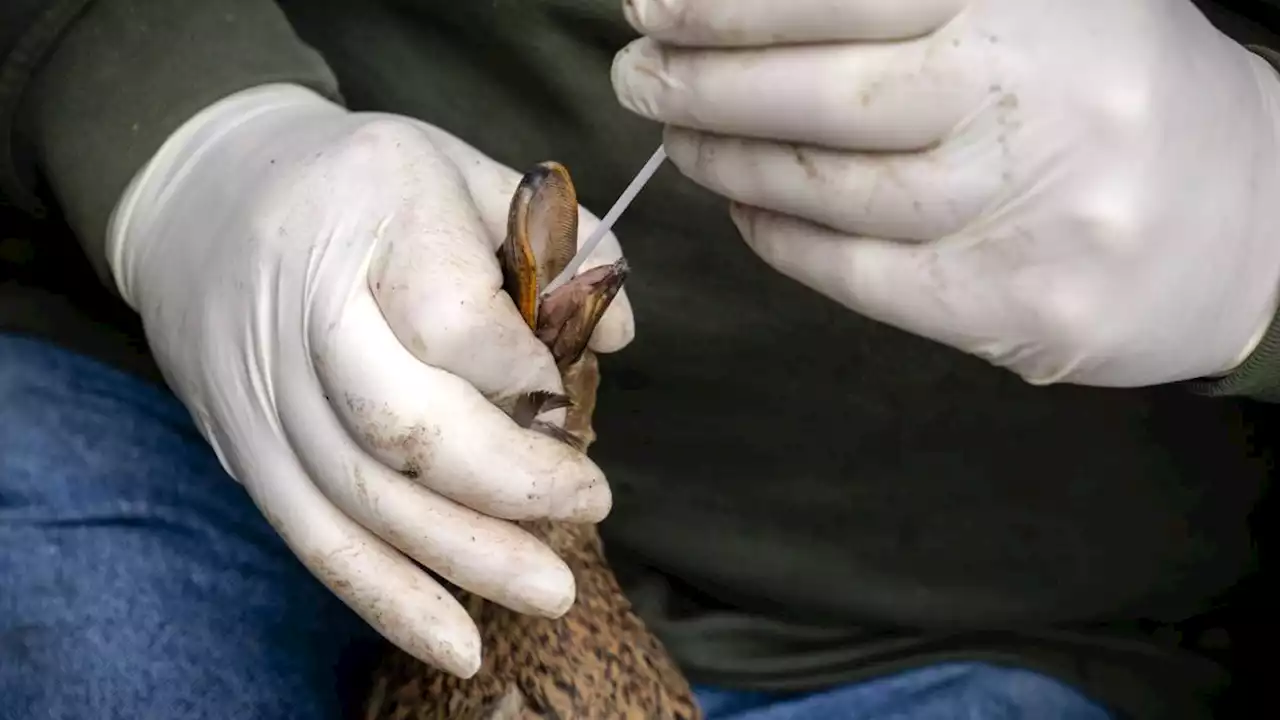 Ophokplicht voor vogelgriep in oostelijke regio's ingetrokken