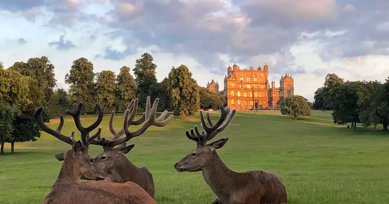 The deer won't be attending Splendour Festival