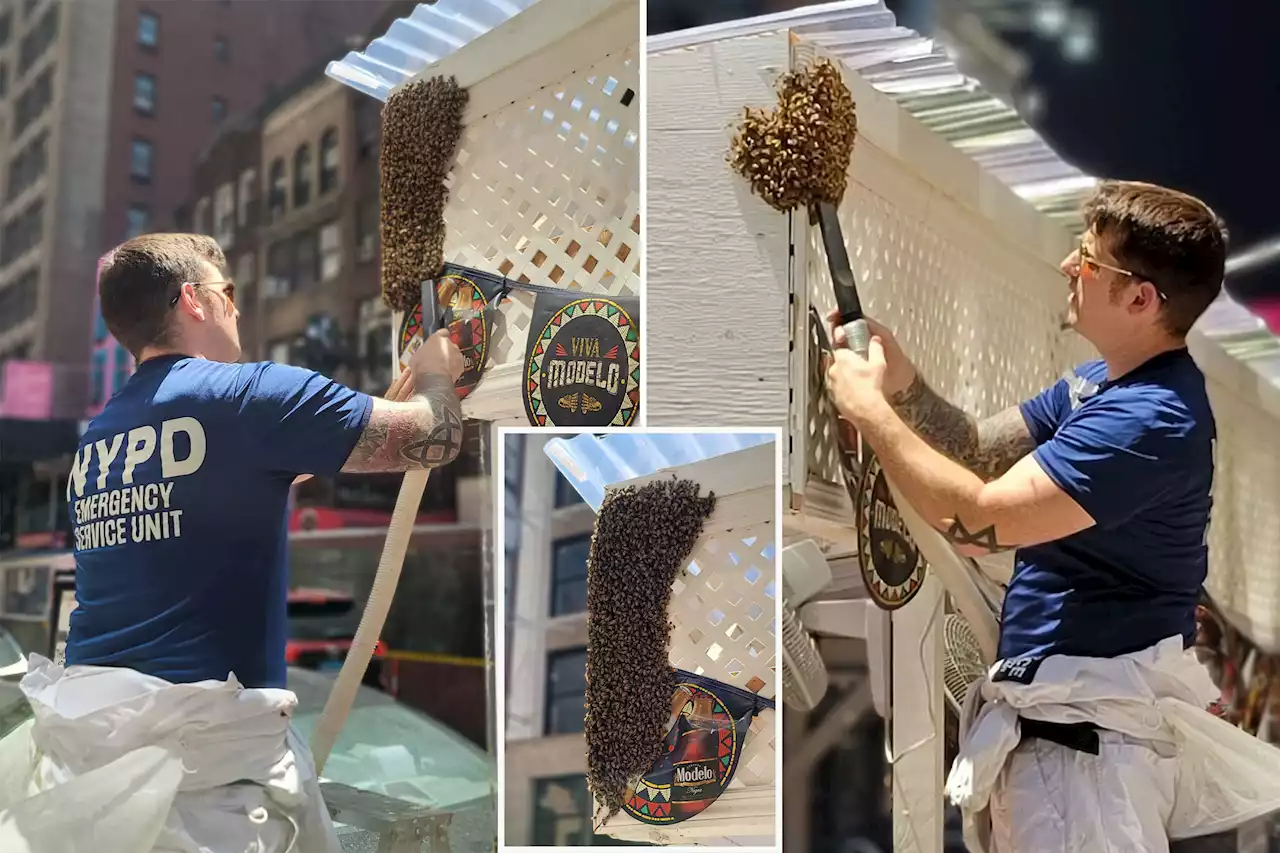 NYPD removes 2,000 bees from New York City restaurant