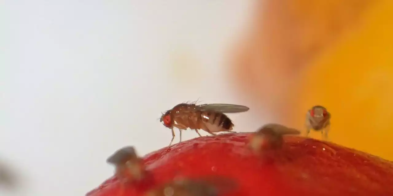 These DIY Fruit Fly Traps Will Rid Your Home of the Pests Once and for All