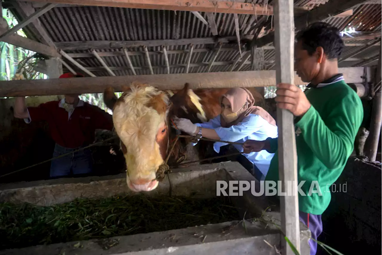 Vaksinasi PMK di Sleman untuk Menekan Penyebaran Virus PMK |Republika Online