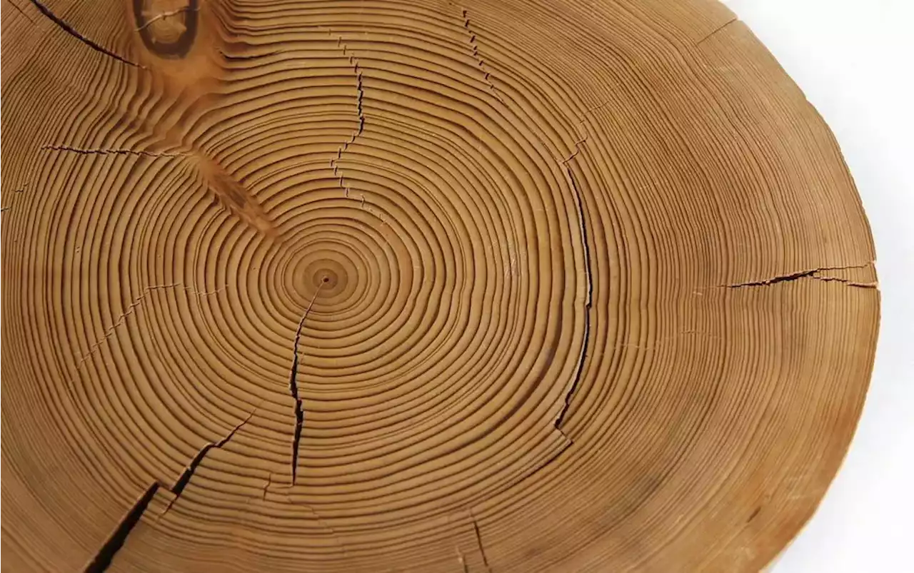 Tree Rings Are Evidence of the Megadrought—and Our Doom