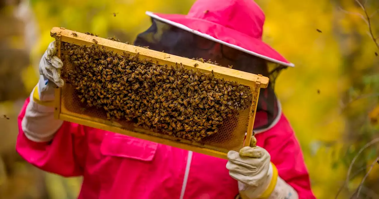 Is the Beehive State really the second-worst state to keep bees?