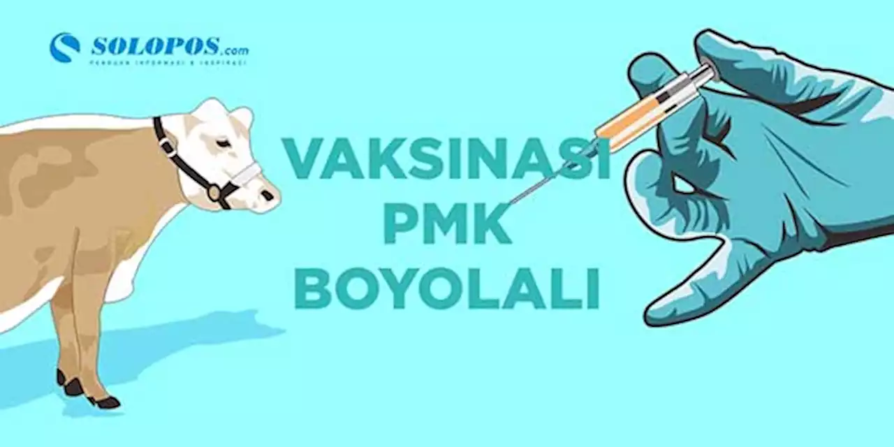 Serba-Serbi Vaksinasi PMK Tahap Awal di Boyolali