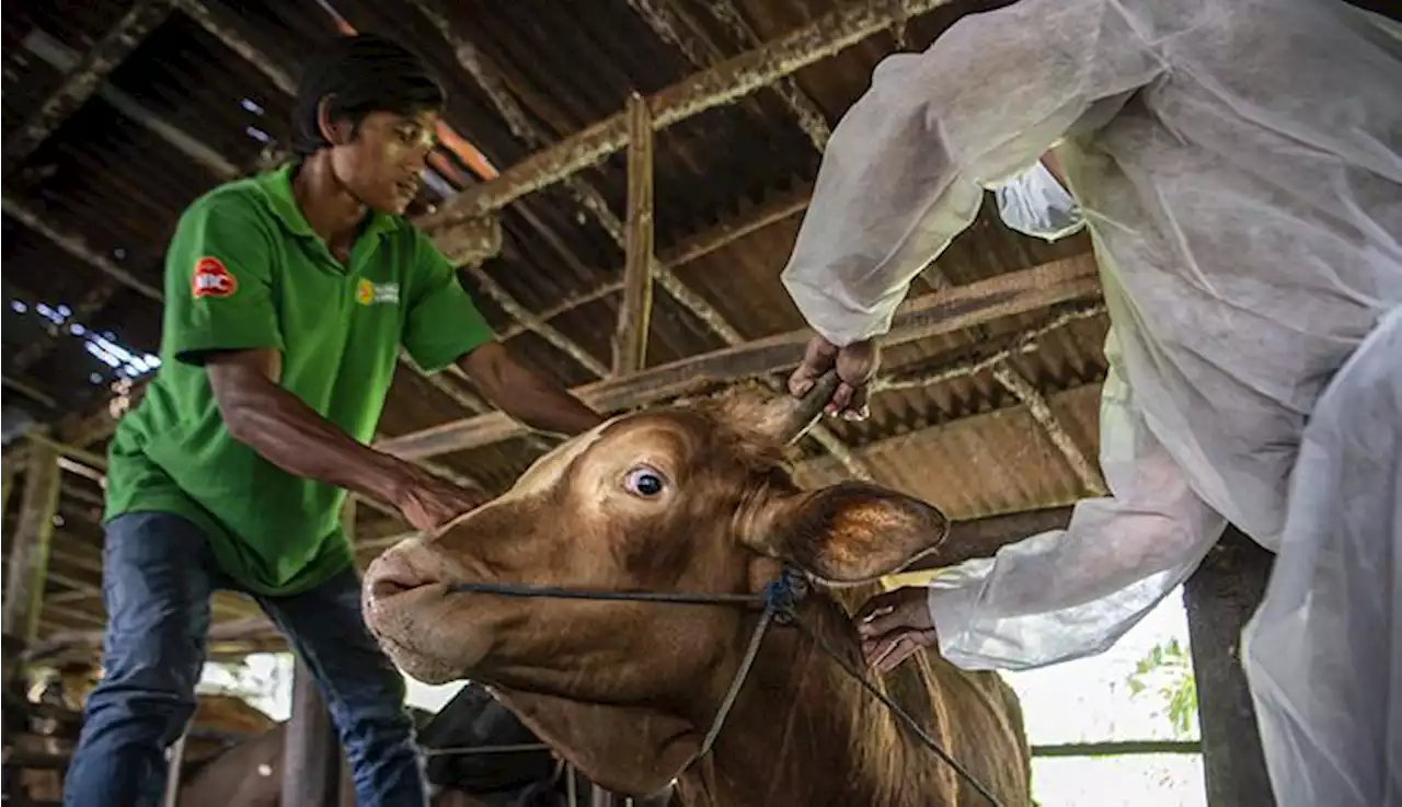 Penyuntikan Vaksin PMK Sapi di Sumatera Selatan