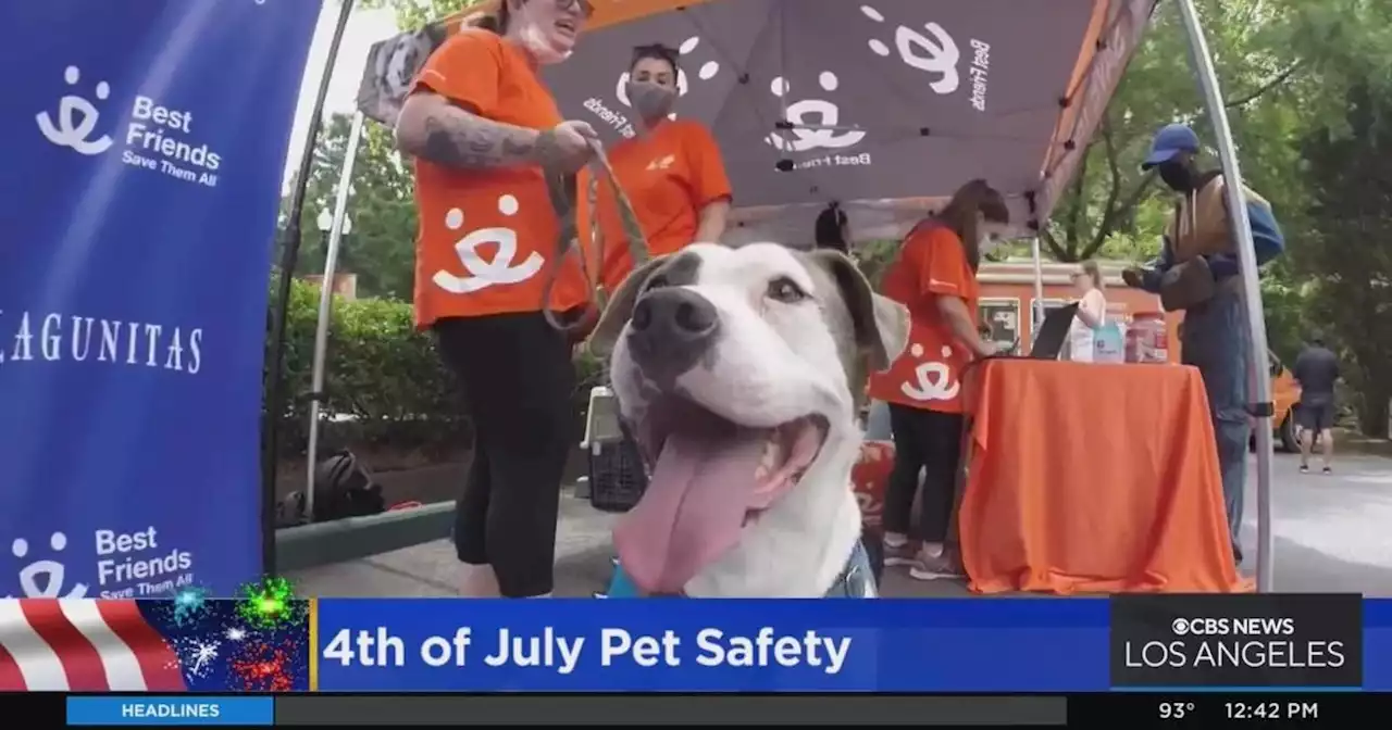 How to keep your pets safe over the July 4th weekend