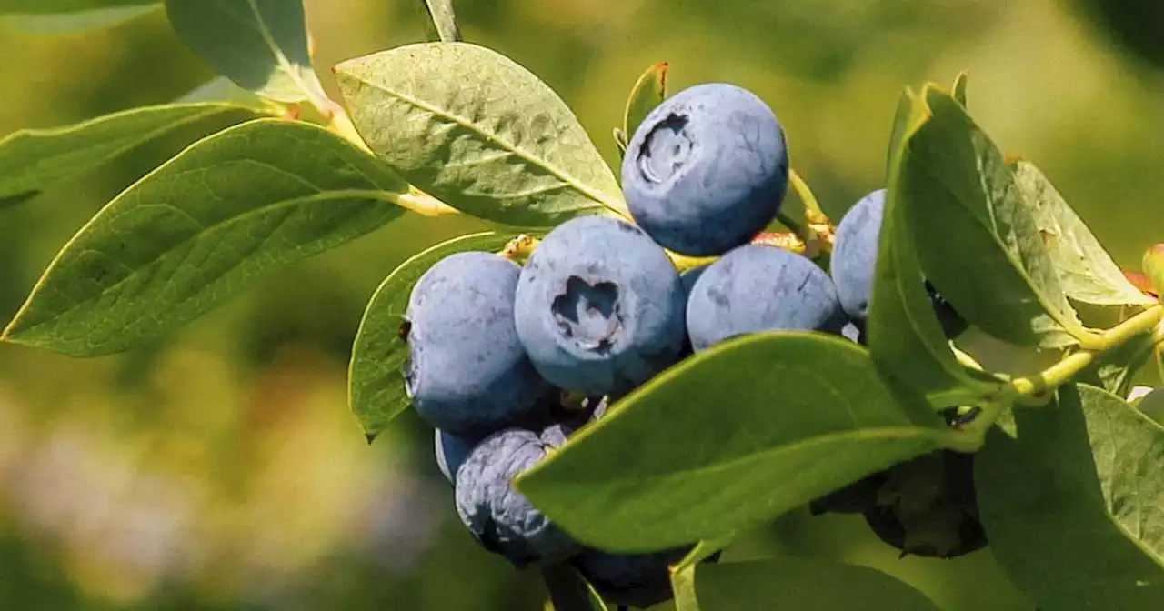 Michigan’s blueberry coast is ripe for the picking