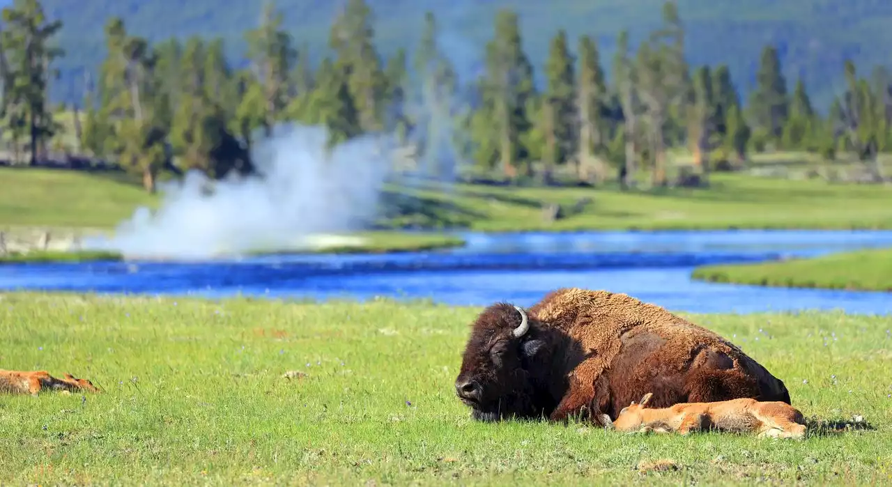 Bison charges, gores man at Yellowstone, officials say