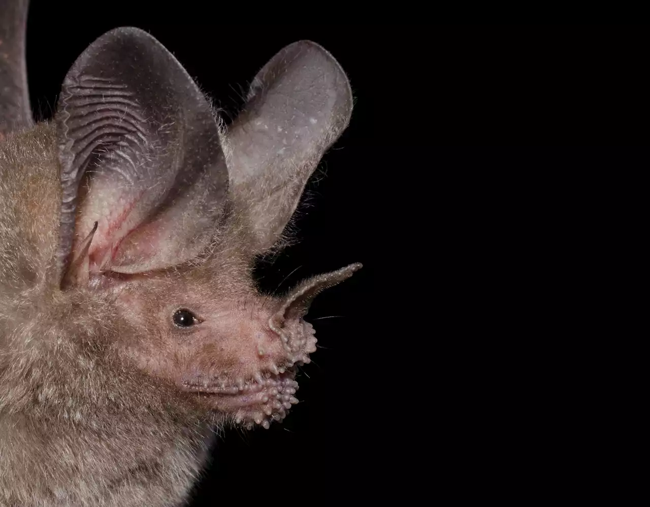 Scientists Identify Long-Term Memory in Wild Bats