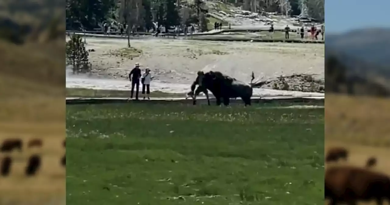 VIDEO: Man gored by bison at Yellowstone National Park