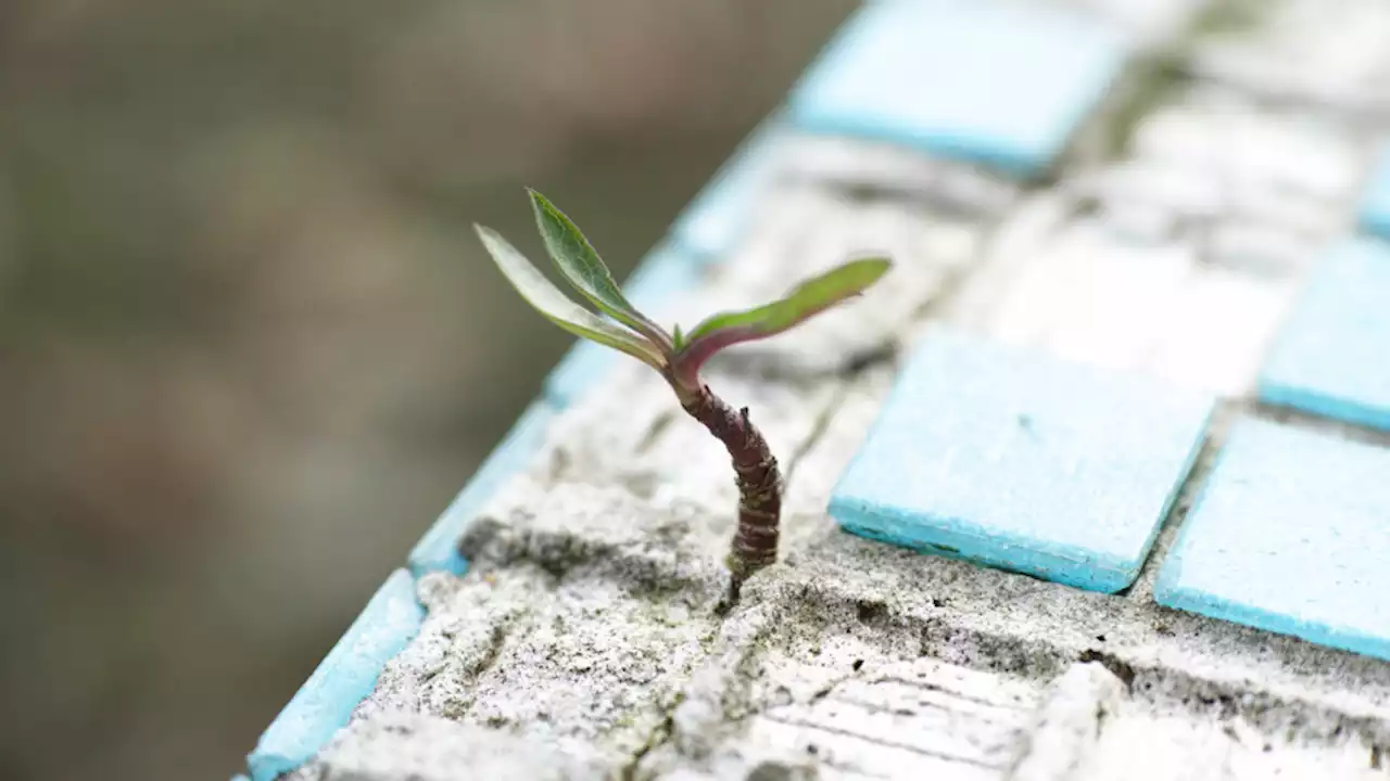 In a world-first, scientists create eco-friendly cement from algae