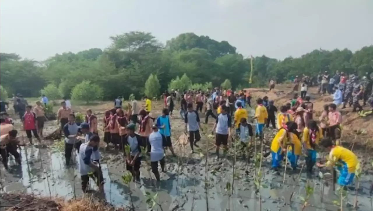 Cegah Abrasi, Ribuan Bibit Mangrove Ditanam di Pesisir Kalimireng