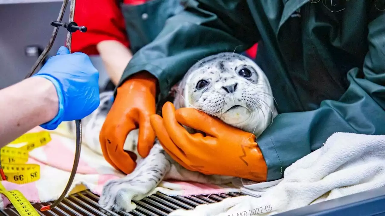 Alaska SeaLife Center takes in 2 abandoned harbor seal pups