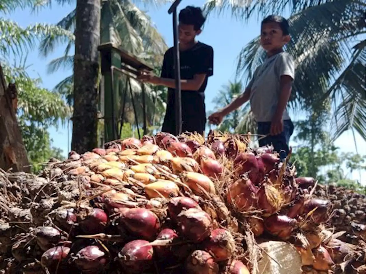 Harga Sawit di Aceh Rp800 per Kg, Petani Lesu