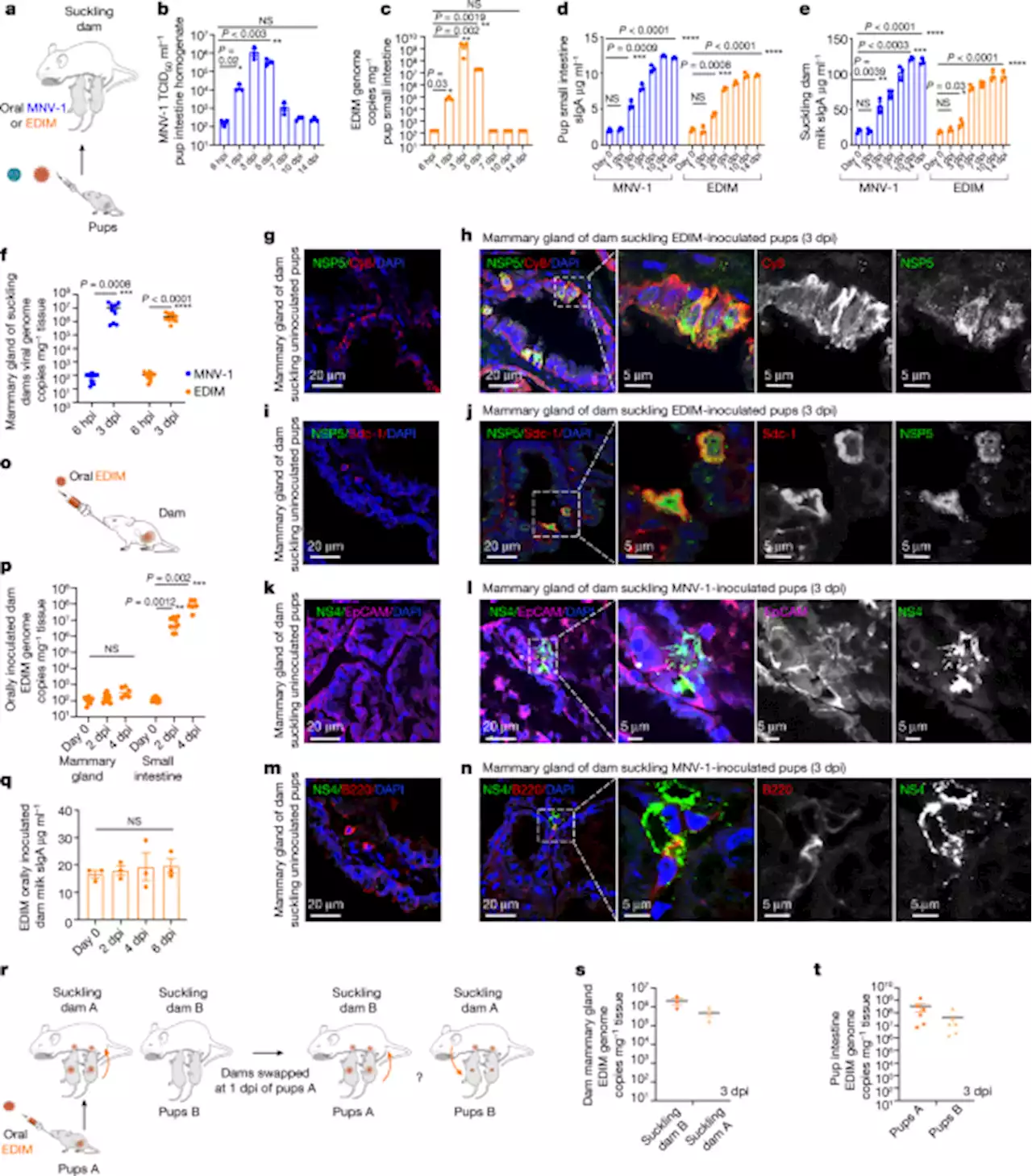 Enteric viruses replicate in salivary glands and infect through saliva - Nature