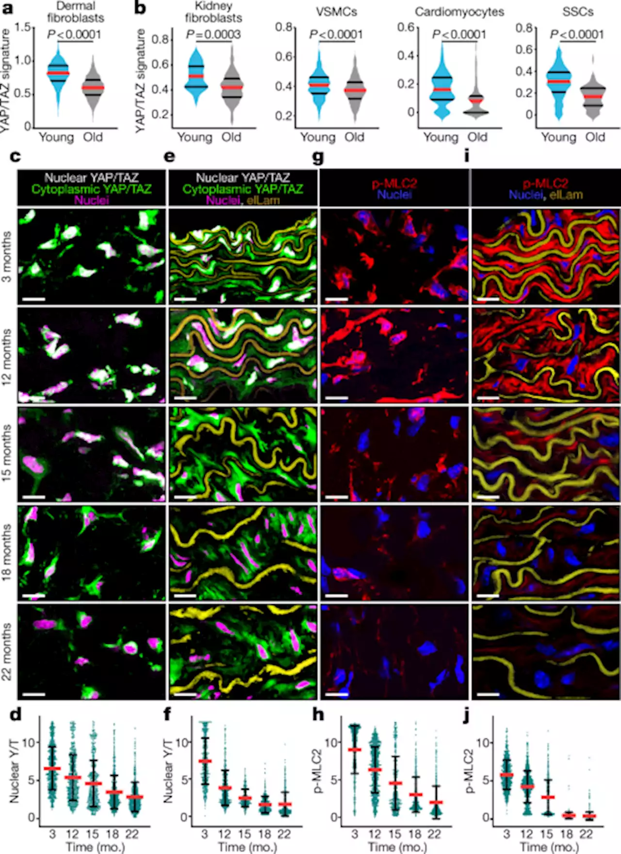 YAP/TAZ activity in stromal cells prevents ageing by controlling cGAS–STING - Nature