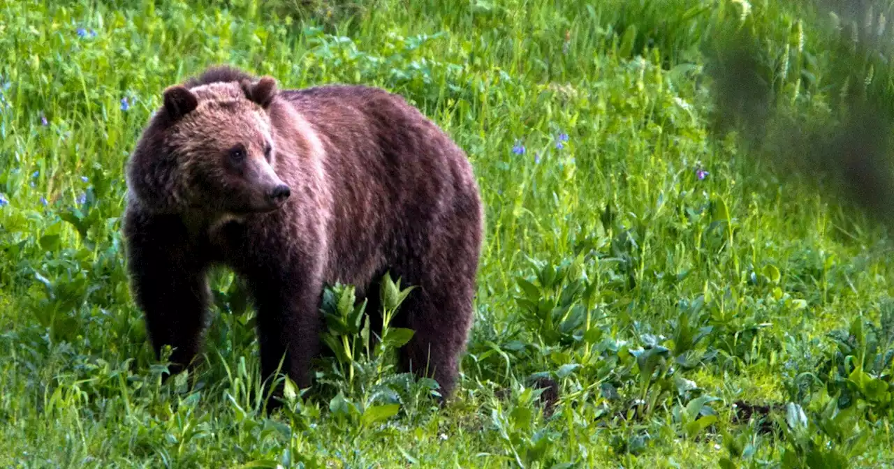 Hiker hospitalized after grizzly bear mauling in Wyoming